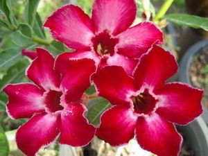 Rosa do Deserto - Adenium obesum - Sara - 5 Sementes
