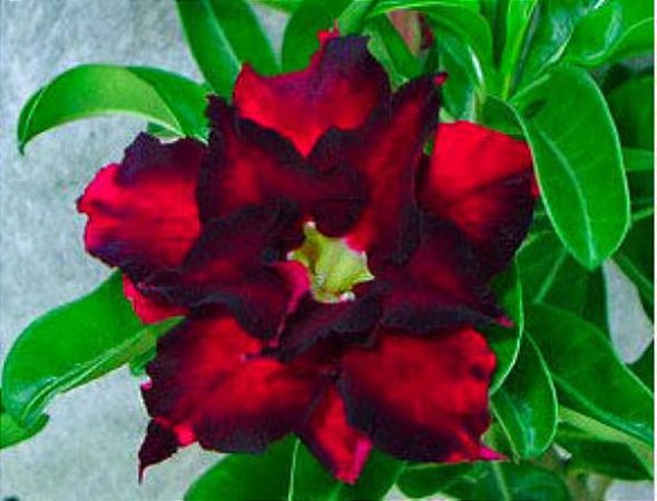 Rosa do Deserto - Adenium Obesum - Reddish Black - 5 Sementes