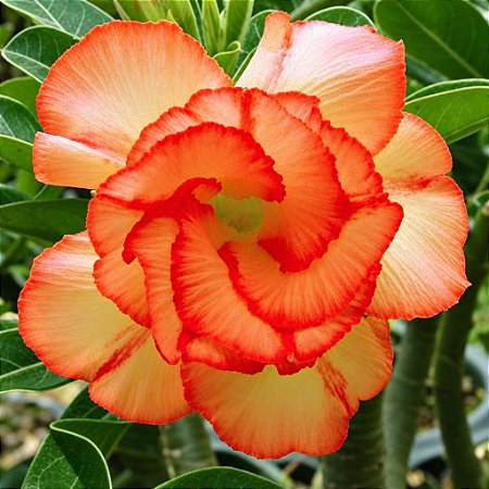 Rosa do Deserto - Adenium Obesum - Orange Pallet - 5 Sementes