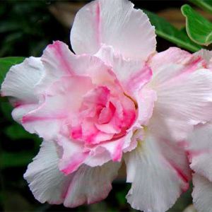 Comprar Sementes de Rosa do Deserto - Adenium Obesum - Sweet - Semente Rara  - Venda de Sementes Para Plantar