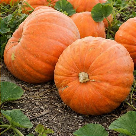 Moranga Exposição - 5 Sementes