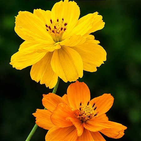 Cosmos Amarela - 10 Sementes