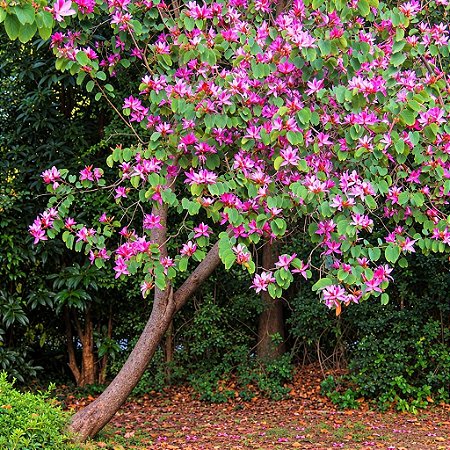 Pata de Vaca Rosa - Bauhinia Forficata: 3 Sementes