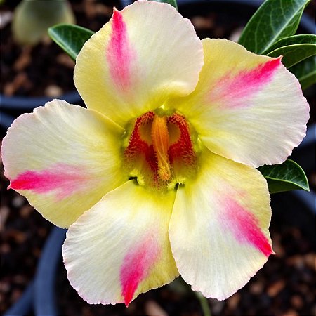 Rosa do Deserto - Adenium Obesum - Yellow Dream - 5 Sementes