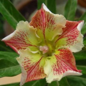 Rosa do Deserto - Adenium Obesum - Wonderful Star - 5 Sementes