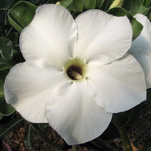 Rosa do Deserto - Adenium Obesum - White Star - 5 Sementes