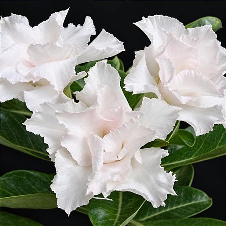 Rosa do Deserto - Adenium Obesum - White House - 5 Sementes