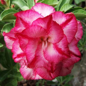 Rosa do Deserto - Adenium Obesum - Triple Amazing - 5 Sementes