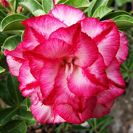 Rosa do Deserto - Adenium Obesum - Triple Amazing - 5 Sementes