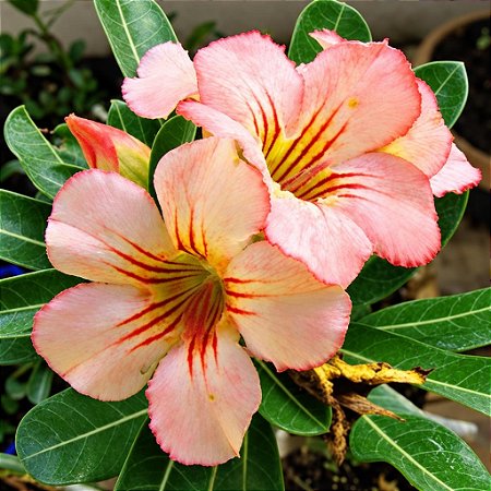 Rosa do Deserto - Adenium Obesum - Sunday - 5 Sementes