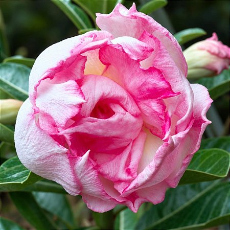 Rosa do Deserto - Adenium Obesum - Snow Lotus - 5 Sementes