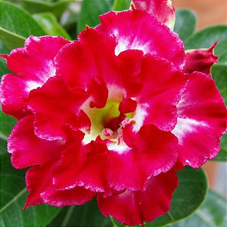 Rosa do Deserto - Adenium Obesum - Ruby - 5 Sementes