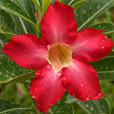 Rosa do Deserto - Adenium Obesum - Red Star - 5 Sementes