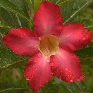 Rosa do Deserto - Adenium Obesum - Red Star - 5 Sementes