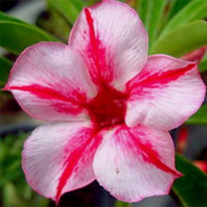 Rosa do Deserto - Adenium Obesum - Pink Star - 5 Sementes