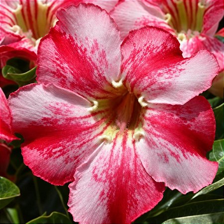 Rosa do Deserto - Adenium Obesum - Paris - 5 Sementes