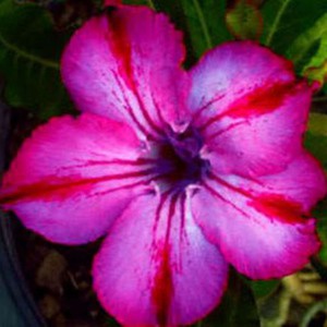Rosa do Deserto - Adenium Obesum - Mhamoung - 5 Sementes