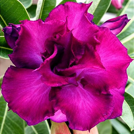 Rosa do Deserto - Adenium Obesum - Mango - 5 Sementes