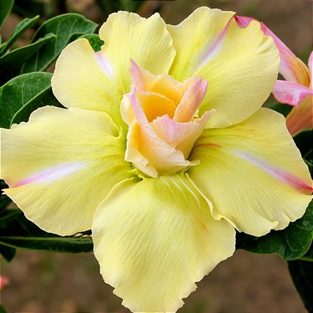 Rosa do Deserto - Adenium Obesum - Lemon Sun - 5 Sementes