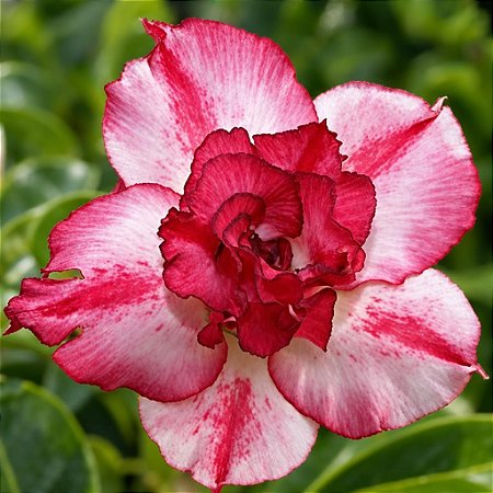 Rosa do Deserto - Adenium Obesum - Índia - 5 Sementes