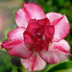 Rosa do Deserto - Adenium Obesum - Índia - 5 Sementes