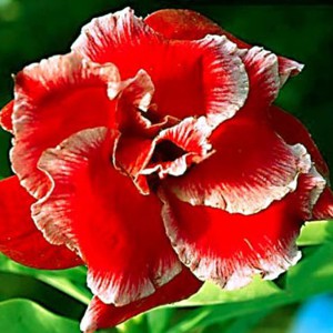 Rosa do Deserto - Adenium Obesum - Double Santa - 5 Sementes