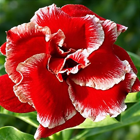 Rosa do Deserto - Adenium Obesum - Double Santa - 5 Sementes