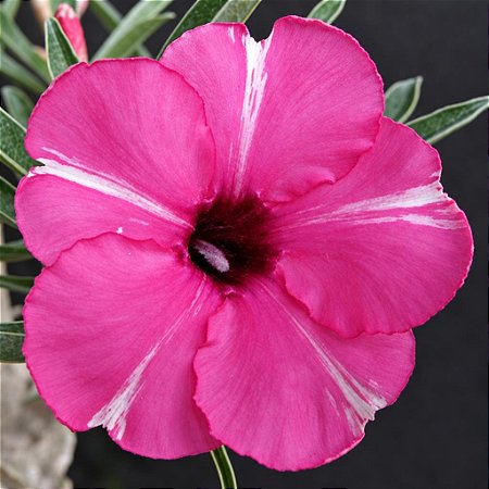 Rosa do Deserto - Adenium Obesum - Diamond Ring - 5 Sementes