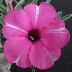Rosa do Deserto - Adenium Obesum - Diamond Ring - 5 Sementes