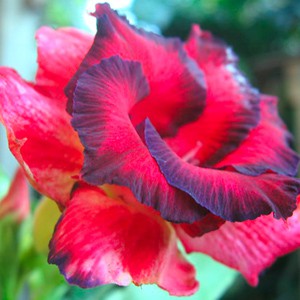Rosa do Deserto - Adenium Obesum - Cherry Sweet - 5 Sementes