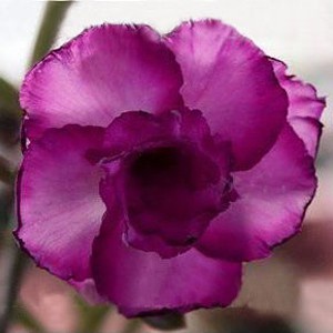 Rosa do Deserto - Adenium Obesum - Carnation - 5 Sementes