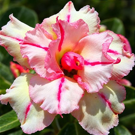 Rosa do Deserto - Adenium Obesum - Bonanza - 5 Sementes