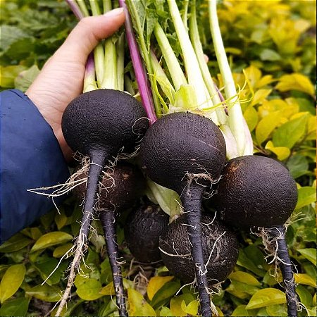 Rabanete Ulisses: 20 Sementes