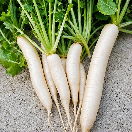 Rabanete Longo Branco: 20 Sementes