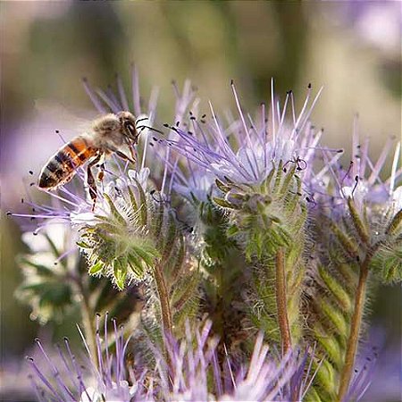 Flores Sortidas Que Atraem Abelhas: 300+ Sementes