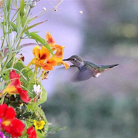 Flores Sortidas Que Atraem Beija-Flor (Pássaros): 300+ Sementes