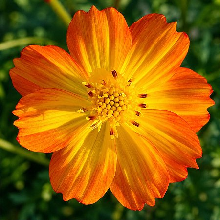 Cosmos Laranja- 10 Sementes