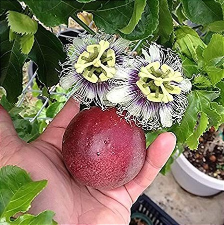 Maracujá Roxo: 5 Sementes