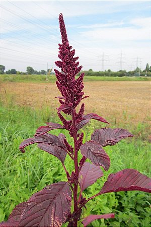 Amaranto Asteca - Amaranthus cruentus - 50 Sementes