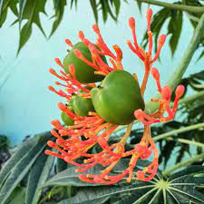 Merthiolate - Jatropha multifida - 2 Sementes