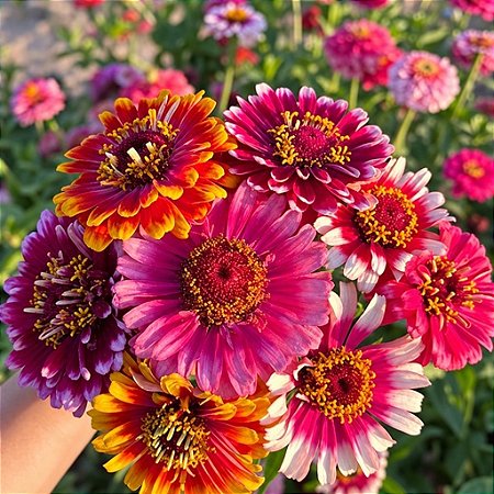 Zinnia Confete: 15 Sementes (Zinia)