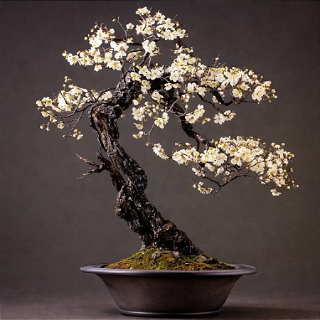 Ipê Branco - Tabebuia roseoalba: 500 Sementes