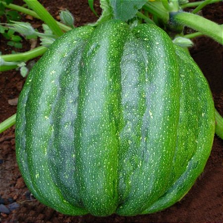 Abóbora Mogango - Cucurbita pepo: 7 Sementes
