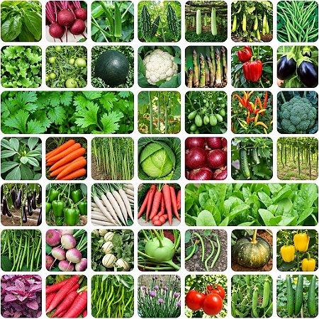 1002 Sementes de Hortaliças Melhores Para Plantar no Outono