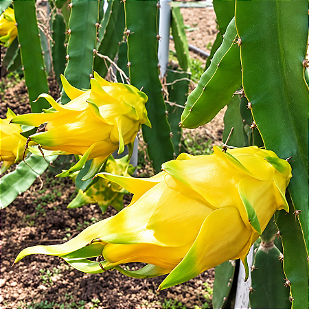 (Atacado) Pitaya Amarela (Dragon Fruit): 300 Sementes