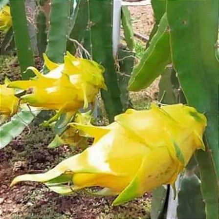 (Atacado) Pitaya Amarela (Dragon Fruit): 300 Sementes