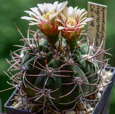 Sementes de Cactos Gymnocalycium nigriareolatum - 20 Sementes