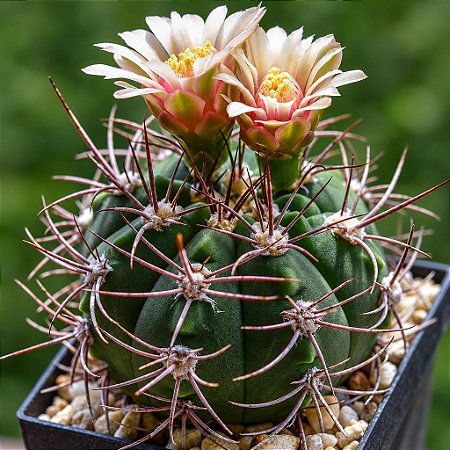 Sementes de Cactos Gymnocalycium nigriareolatum - 20 Sementes