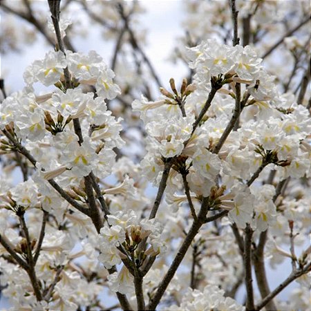 Ipê Branco - Tabebuia roseoalba: 100 Sementes