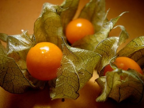 Physalis Fruta (Golden Berry): 100 Sementes